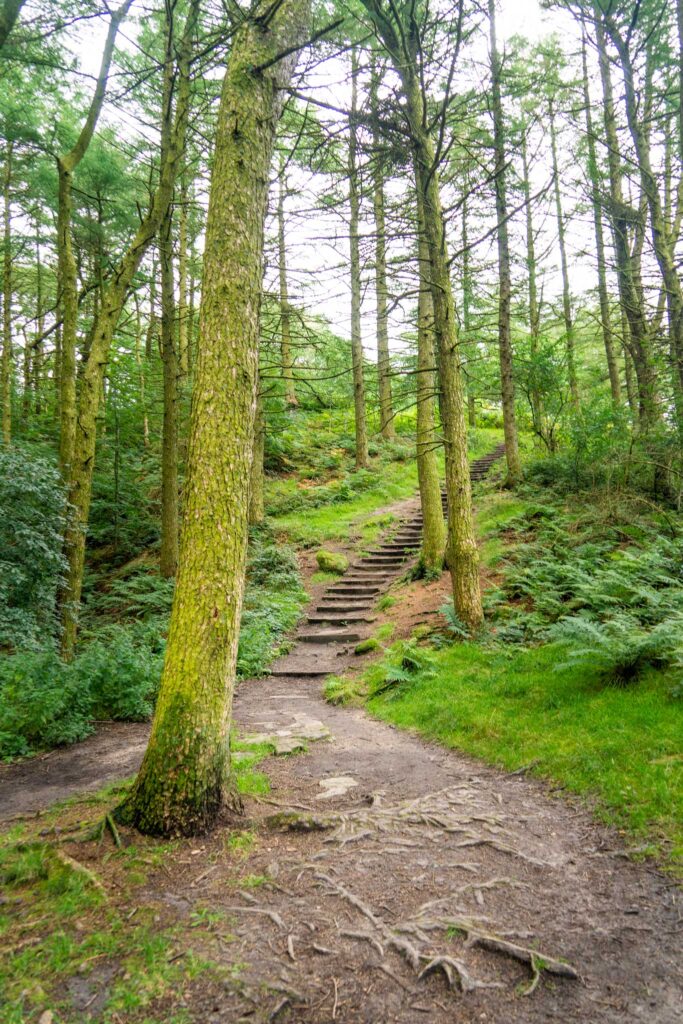 Binn Green forest near Doveatone Reservoir